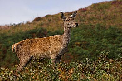 战略模拟RPG《救赎死神》2＆22推出 支持简中